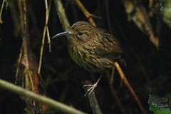 Napothera malacoptila