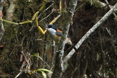 Pteruthius rufiventer