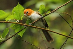 Psittiparus ruficeps