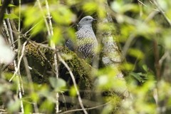 Columba hodgsonii