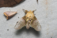 Disphragis manethusa