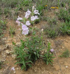 Penstemon cobaea