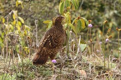 Tragopan satyra