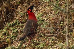 Tragopan satyra