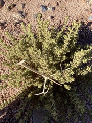 Fagonia mollis