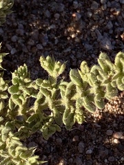 Fagonia mollis