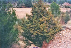 Juniperus phoenicea