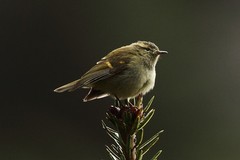 Phylloscopus pulcher