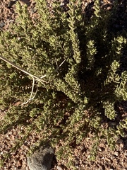 Fagonia mollis