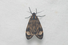 Eucereon costulata