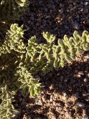 Fagonia mollis
