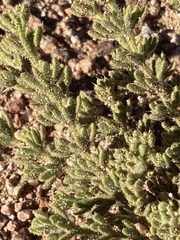 Fagonia mollis