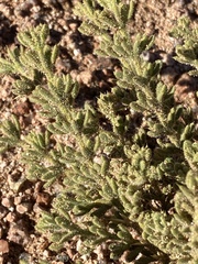 Fagonia mollis