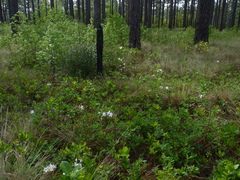 Rhododendron atlanticum