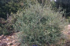 Phillyrea angustifolia