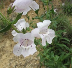 Penstemon cobaea