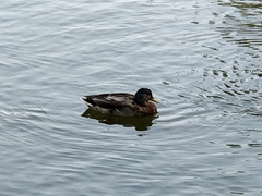 Anas platyrhynchos