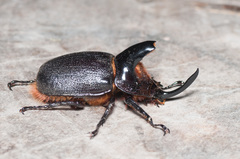 Heterogomphus hirtus