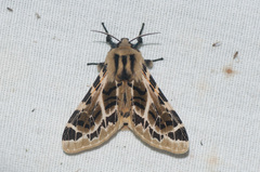 Hypercompe nemophila