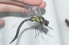 Rhionaeschna joannisi