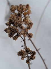 Achillea millefolium borealis