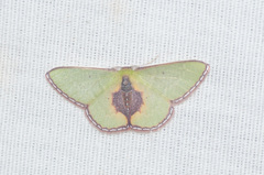 Synchlora astraeoides