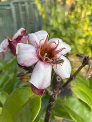 Strophanthus