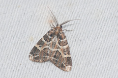 Cargolia arana