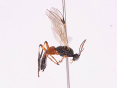 Rogadinae