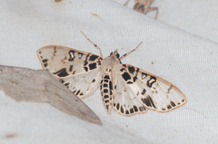 Azochis mactalis