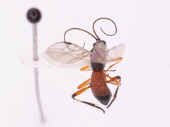 Rogadinae