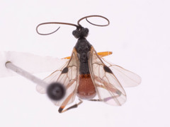 Rogadinae