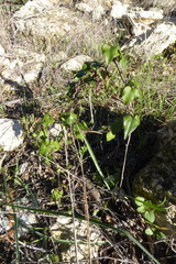 Dioscorea orientalis