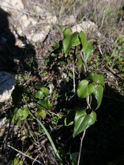 Dioscorea orientalis