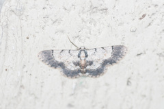 Stenalcidia latimedia