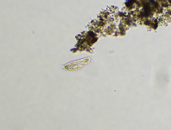 Tachysoma pellionellum
