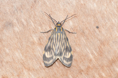 Eucereon costulata