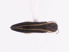 Agrilus bilineatus