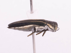 Agrilus bilineatus