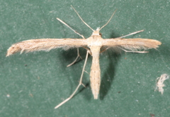 Lioptilodes albistriolatus