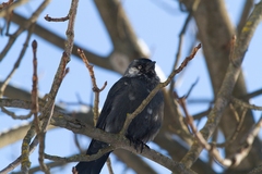 Corvus monedula