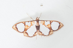Glyphodes grandisalis