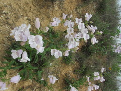 Penstemon cobaea
