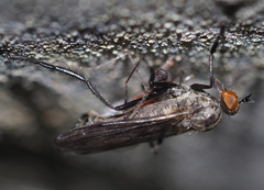 Rhamphomyia crassirostris