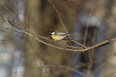 Parus major