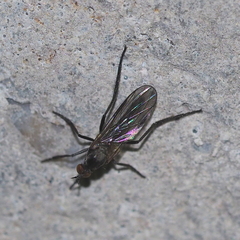 Rhamphomyia crassirostris