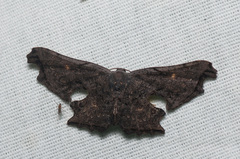 Crypsicoela subocellata