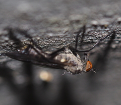 Rhamphomyia crassirostris