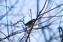 Parus major