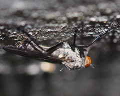 Rhamphomyia crassirostris